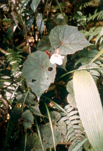B. u345